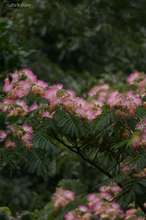 20080712_056.jpg