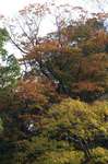 20061117kouyou.jpg