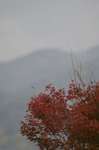 20061127momizi1.jpg
