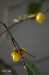 20061215roubai.jpg