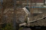 20070105goisagi.jpg