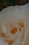 20070526_4397.jpg