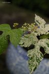 20070703_4567.jpg