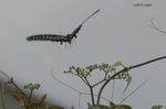 20070714_4175.jpg