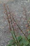20070720_4642.jpg
