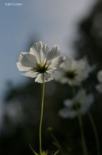 20071023_013.jpg