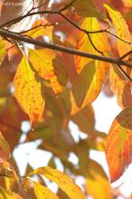 20071025_4935.jpg