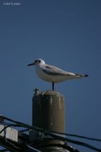 20080301_238.jpg