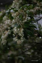 20080323_5605.jpg
