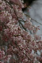 20080405_010.jpg