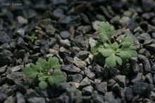 20080408_5912.jpg