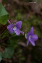 20080412_017.jpg