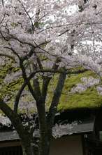 20080412_066.jpg