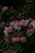 20080412_107.jpg