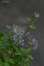 20080502_6535.jpg
