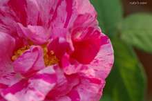20080517_6721.jpg