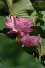 20080707_002.jpg