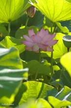 20080707_014.jpg