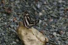 20080811_10565.jpg
