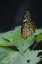 20080812_10632.jpg