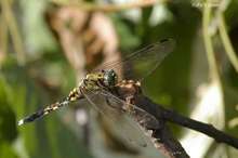 20080814_069.jpg