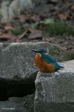 20081018_239.jpg