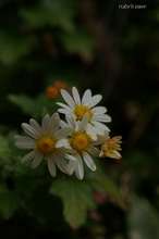 20081116_12246.jpg