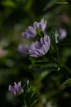 20090410_9384.jpg