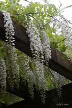 20090425_018.jpg