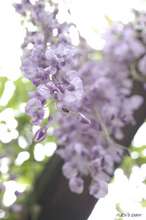 20090425_020.jpg