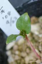 20090501_10078.jpg