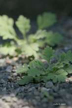 20090501_10115.jpg