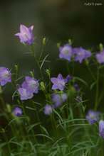 20090510_10320.jpg