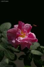 20090513_10367.jpg