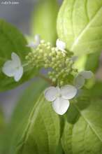 20090513_10373.jpg