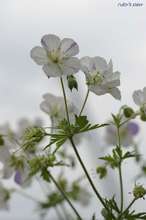 20090516_10459.jpg