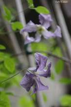 20090516_10471.jpg