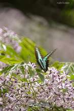 20090607_126.jpg