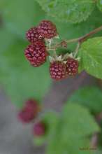20090625_11067.jpg