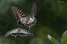 20090626_14148.jpg