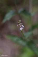 20090705_039.jpg