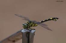 20090707_14523.jpg