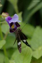 20090709_14607.jpg