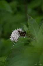 20090712_051.jpg