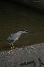 20090712_093.jpg
