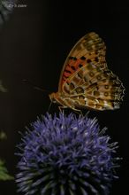 20090721_14864.jpg