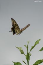20090725_14988.jpg