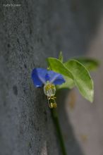 20090731_11302.jpg