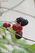 20090731_11315.jpg