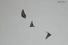 20090801_109.jpg